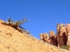 Bryce Canyon and more  13.jpg