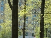 NYC Central park