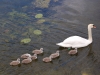 Cygnes