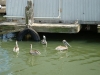 Galveston Pelicans