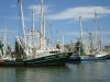 Galveston Crevettier