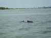 Galveston Dauphins