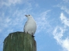 kemah1.jpg