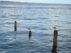 kemah3.jpg