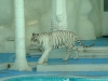 Las Vegas  Tigre blanc