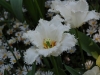 Tulipe à Keukenhof