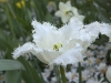 Tulipe à Keukenhof