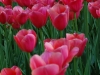Tulipe à Keukenhof
