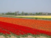 Tulipes dans les champs