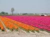 Tulipes dans les champs