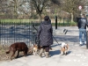 Regent Park Dog Sitting