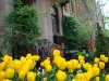 NYC Tulipes