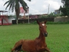 polo club poulain