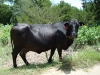 San Antonio Hills country