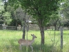 San Antonio Hills country