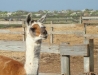 South Padre Lama