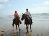 South Padre Horses