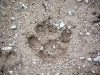 Yellowstone loup