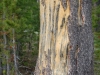 Yellowstone ours griffes