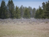 Yellowstone Loup