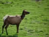 Yellowstone cerf