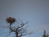 Yellowstone aigle