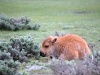 Yellowstone petit bison