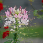 Fleur de la Villa Arnaga