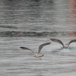 Mouettes à Saint Jean de Luz