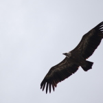 Vautour fauve sur la Rhune