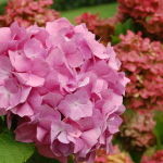 Hortensia à la Villa Arnaga