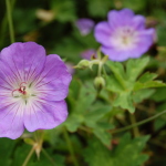 Fleur à la Villa Arnaga