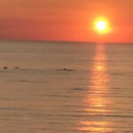 Hourtin plage Dauphins