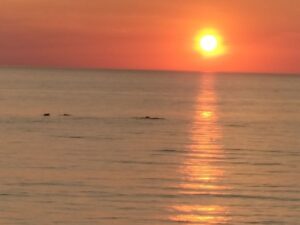 Hourtin plage Dauphins