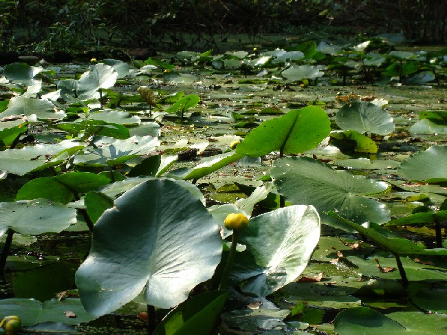HANC marais etang