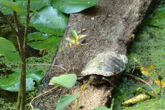 HANC tortue marais