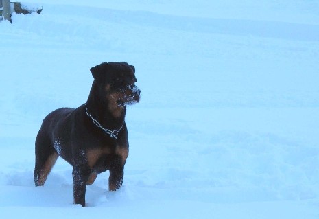 baila neige
