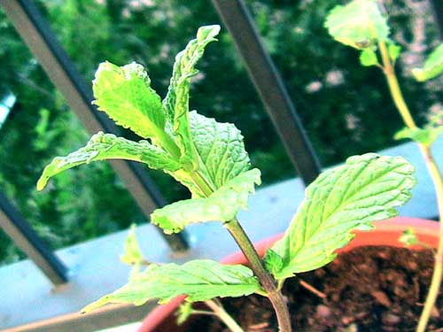 Ma menthe juste plantée