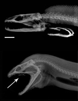 moray murene eels